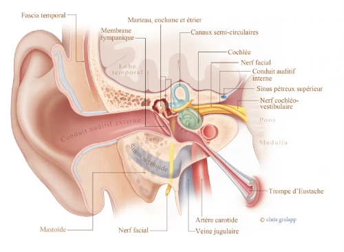 Anatomie d'une oreille