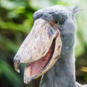 Image Profile ShoeBillStork